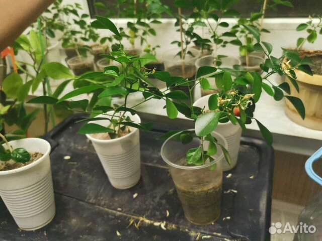 Мурайя Подарок к праздникам