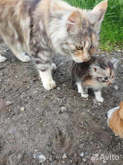 Котята мейн-кун