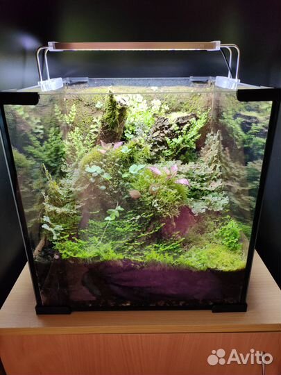 Флорариум природный тропический «Лесные кружева»