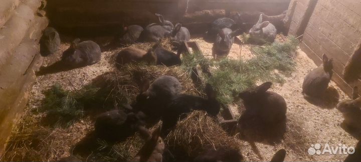 Кролики индоутки