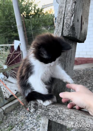 Котенок ищет новый дом