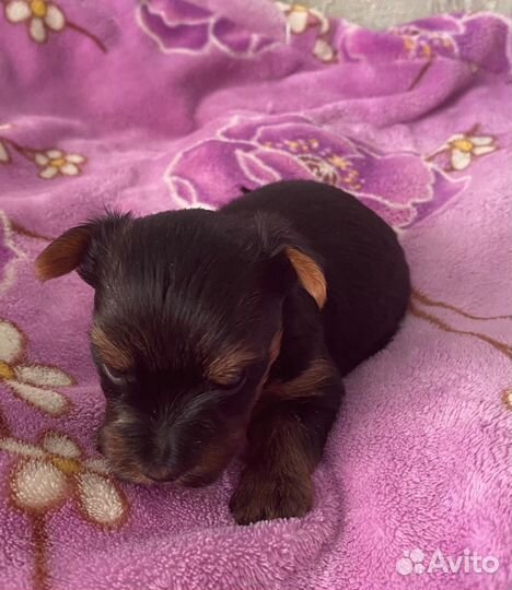 Продаются щенки йоркширского терьера