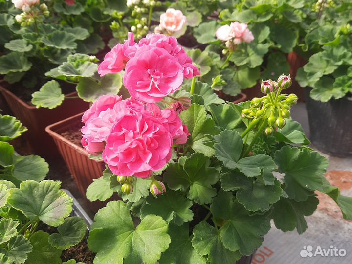 Пеларгония герань сортовая