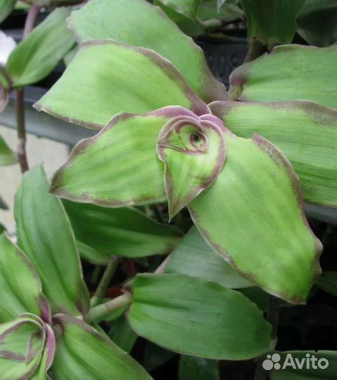 Комнатные растения цветы