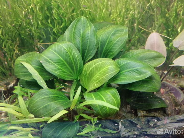 Гуппи, растения, и др