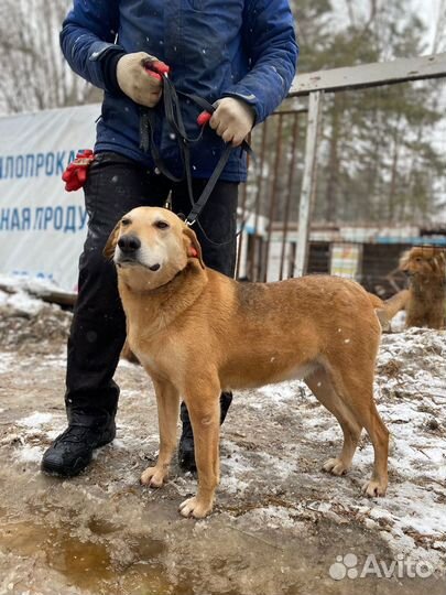 Собака в добрые руки