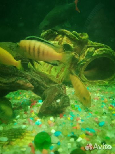 Лабео, Цихлиды и Гуппи