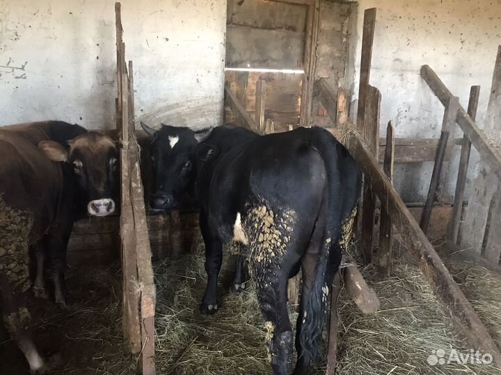 Бычки на откорм