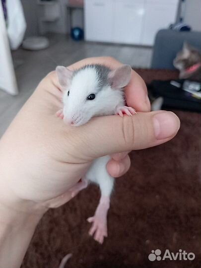 Декоративная крыса дамбо,хаски