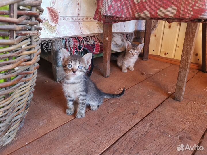 Кошка в дар бесплатно