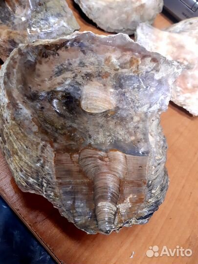 Раковины. Артефакт доисторического моллюска