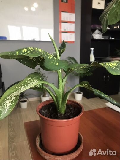 Диффенбахия