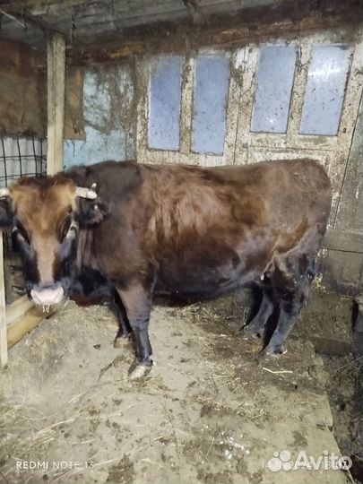 Корова на мясо
