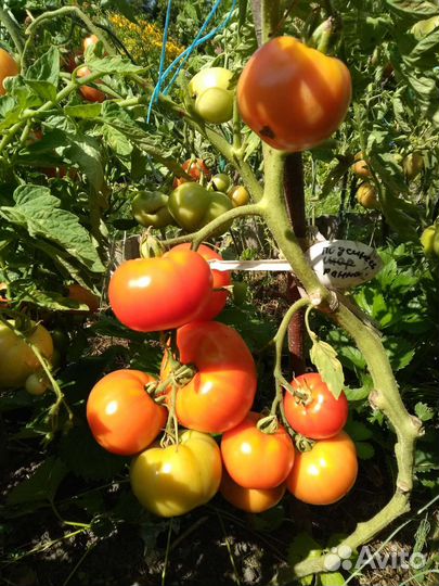 Семена коллекционных томатов. Все сорта достойные