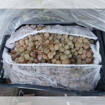 Виноград для вино