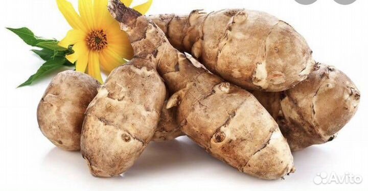 Топинамбур корни на посадку