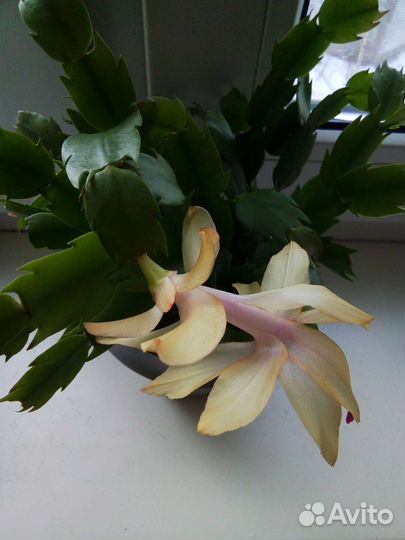 Декабристы разные