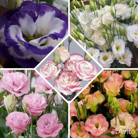 Эустома рассада