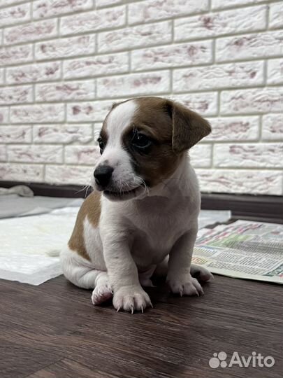 Джек Рассел терьер