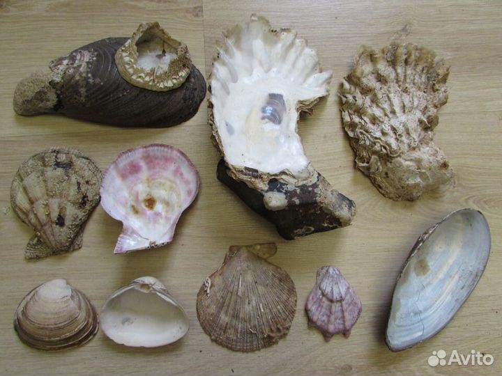 Морской ёж. Heterocentrotus mammillaru.Раковины