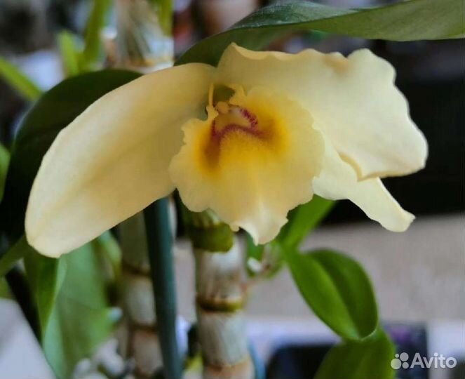 Орхидея дендробиум детки