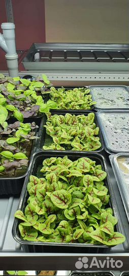 Микрозелень щавель, горох