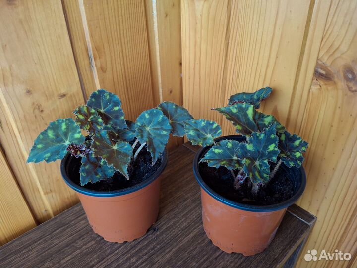 Бегония тигровая