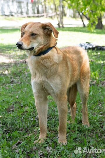 Котопес Итен ждет лучшего друга