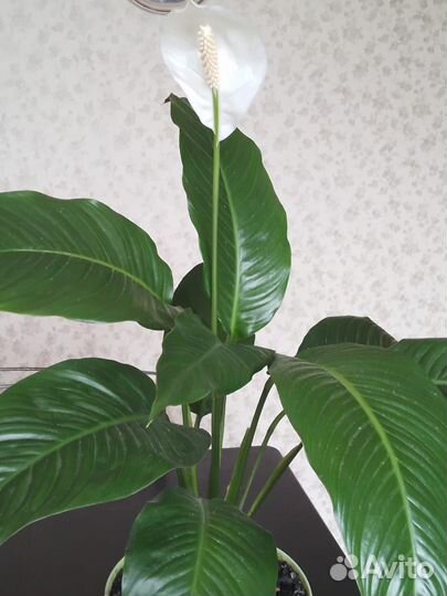 Каланхоэ,алоэ,зебрина,спатифиллум