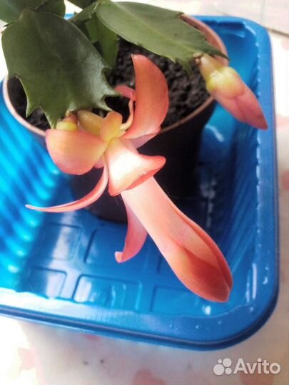 Декабристы Шлюмбергеры Рипсалидопсисы