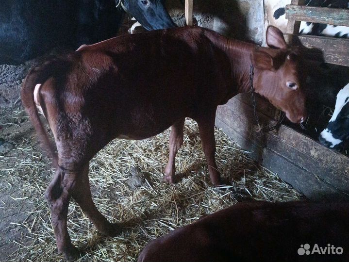 Продажа телок