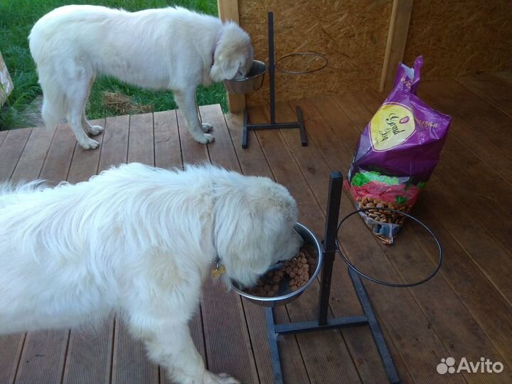 Корм для крупных пород собак