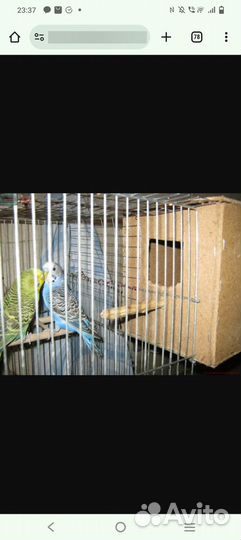 Волнистый попугай