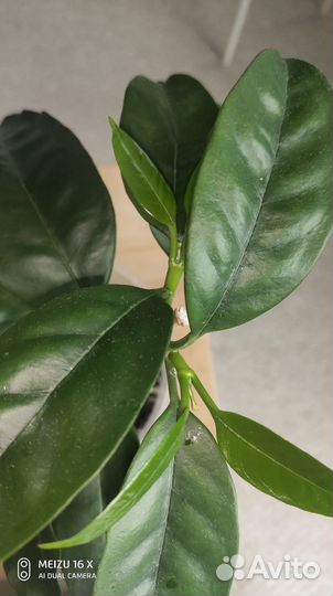 Хойя мультифлора