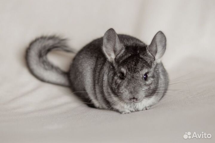 Шиншилла Бархат