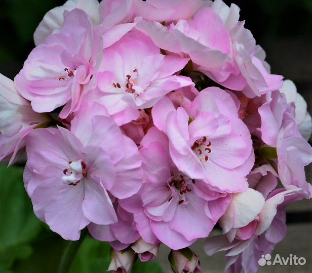 Пеларгонии сортовые (Герань)