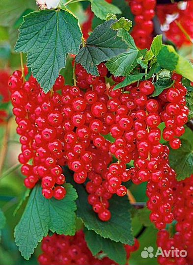 Вишня кит.,смород.красная