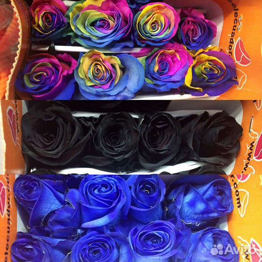 Роза Радужные чёрные синий