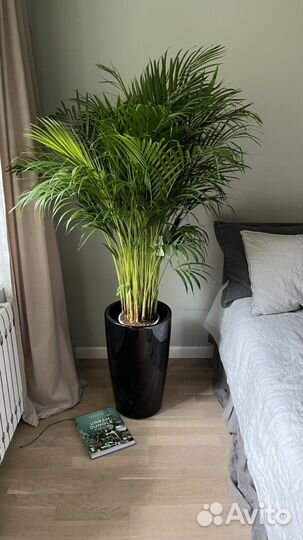 Комнатная пальма Арека