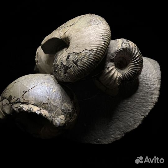 Аммониты Cadoceras и Macrocephalitidae