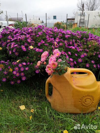 Октябринка сентябринка астра многолетняя бордюрная