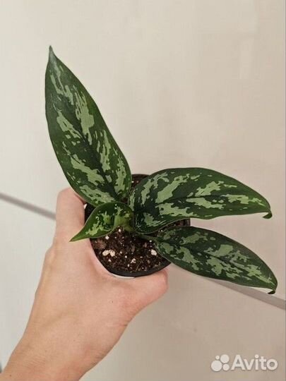 Аглаонема Трейба