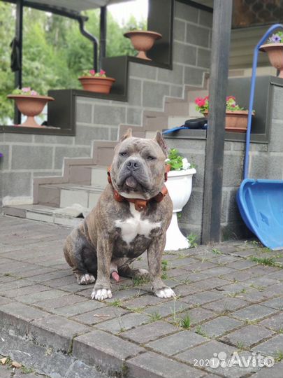 Вязка tavridas bulls Family Американский булли