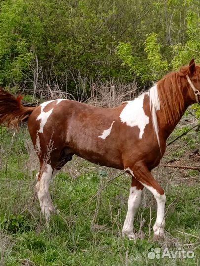 Лошадь жеребец