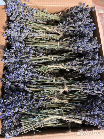 Продам лаванду