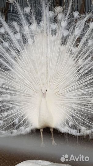 Яйцо павлина