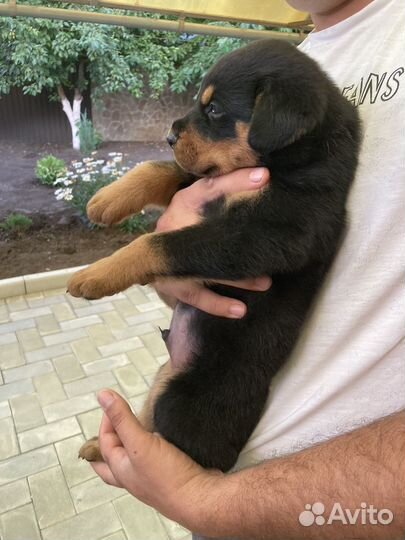 Щенки ротвейлера