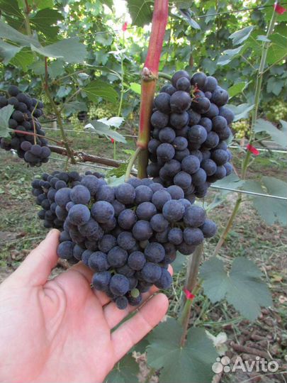 Саженцы и черенки винограда