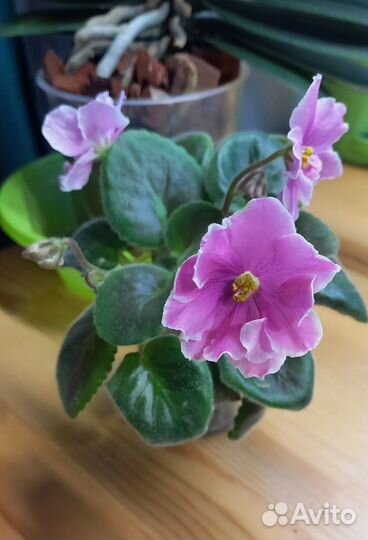 Летнее сияние