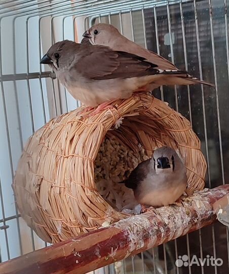 Зебровые амадины